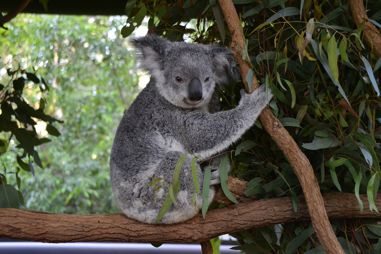 australia koala brisbane free photo