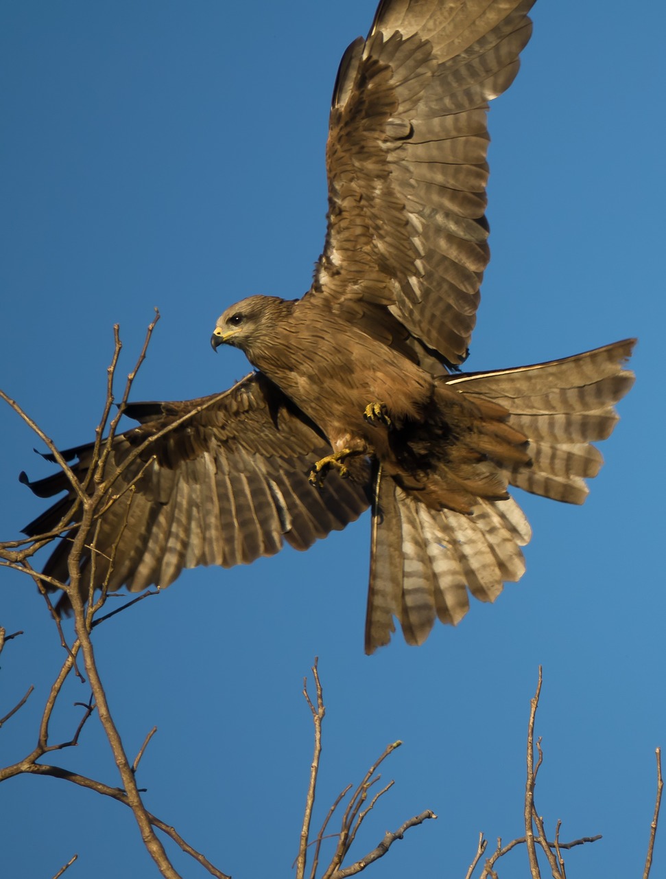 australia kite bird free photo