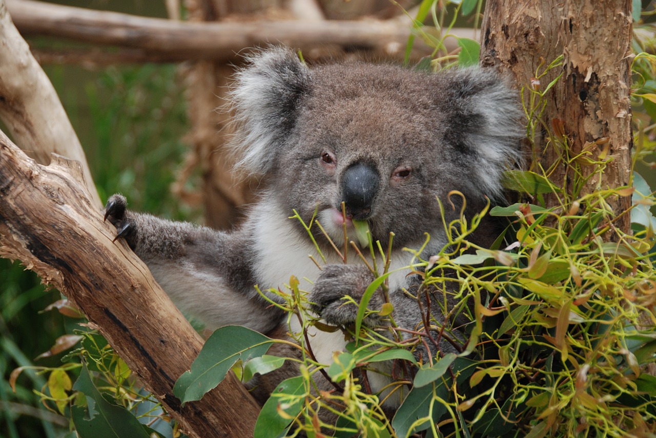 australia koala koala bear free photo