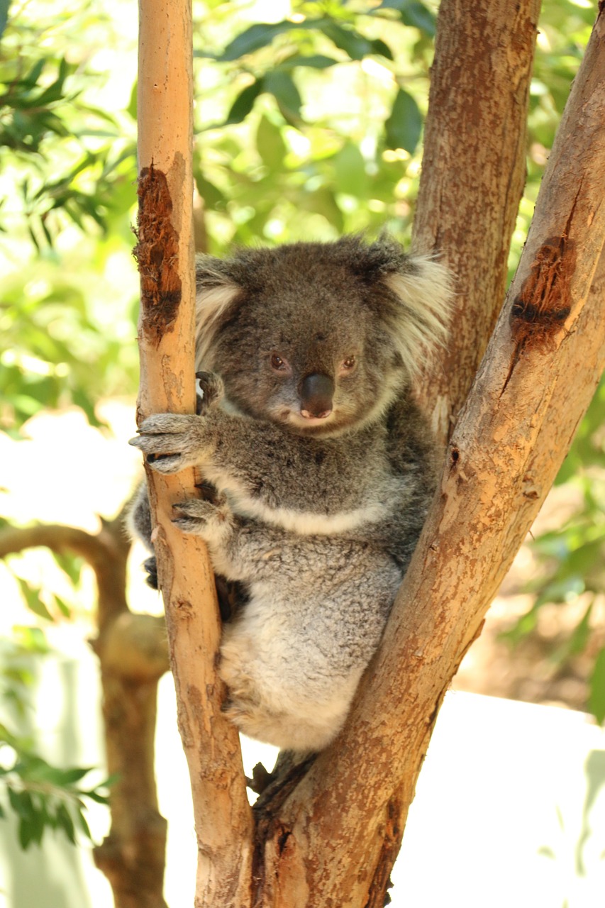 australia koala bear koala free photo
