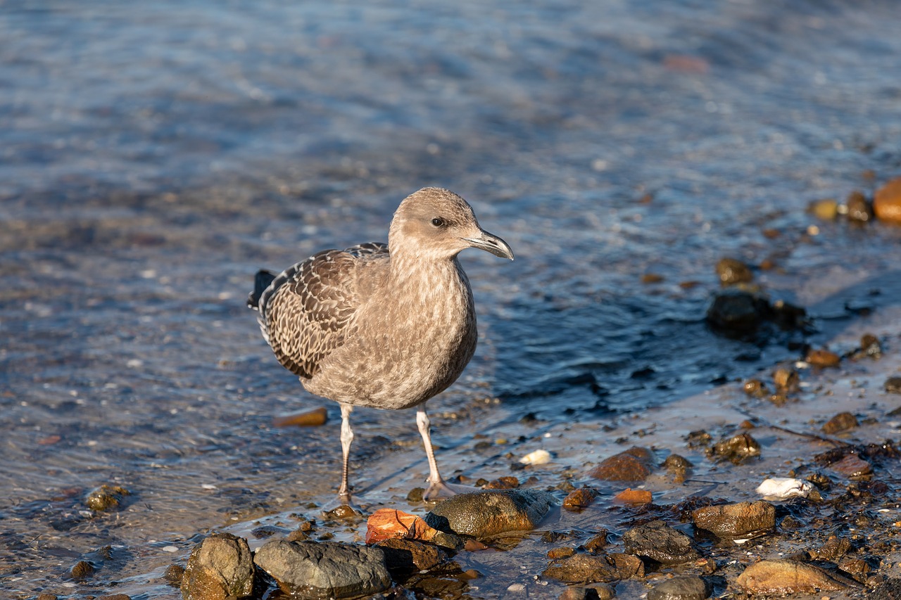 australia  tasmania  juvenile pacific gull free photo