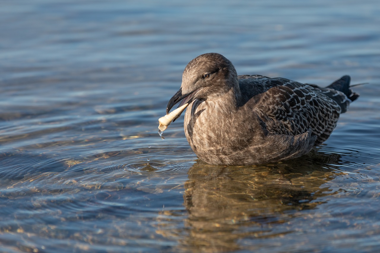 australia  tasmania  juvenile pacific gull free photo