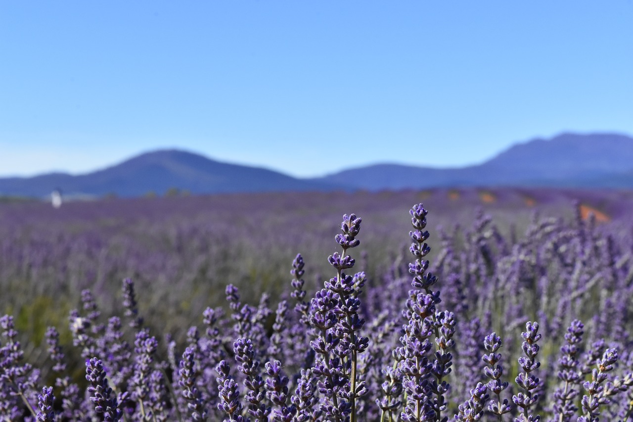 australia  tasmania  lavender fields free photo