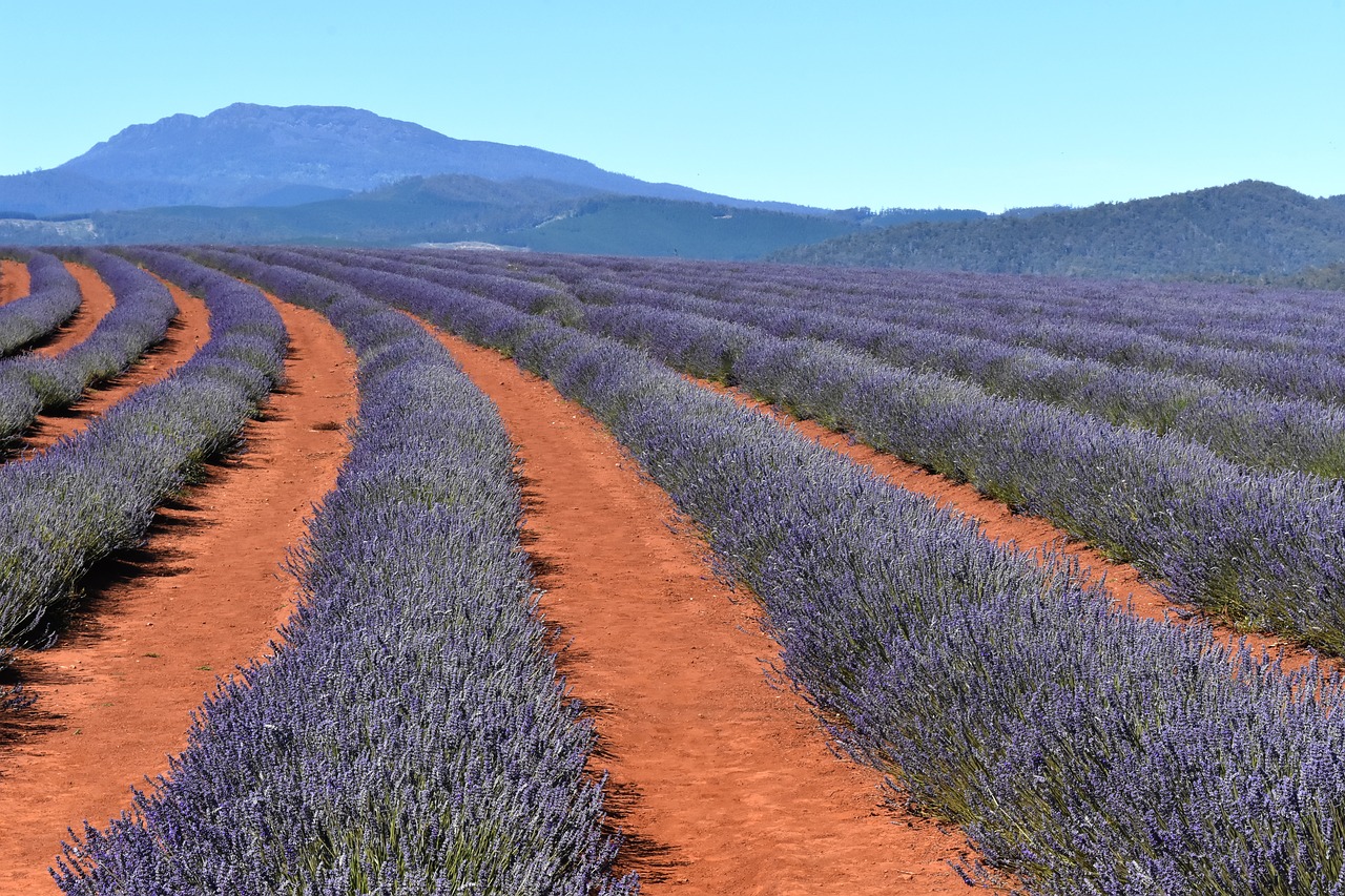 australia  tasmania  lavender fields free photo