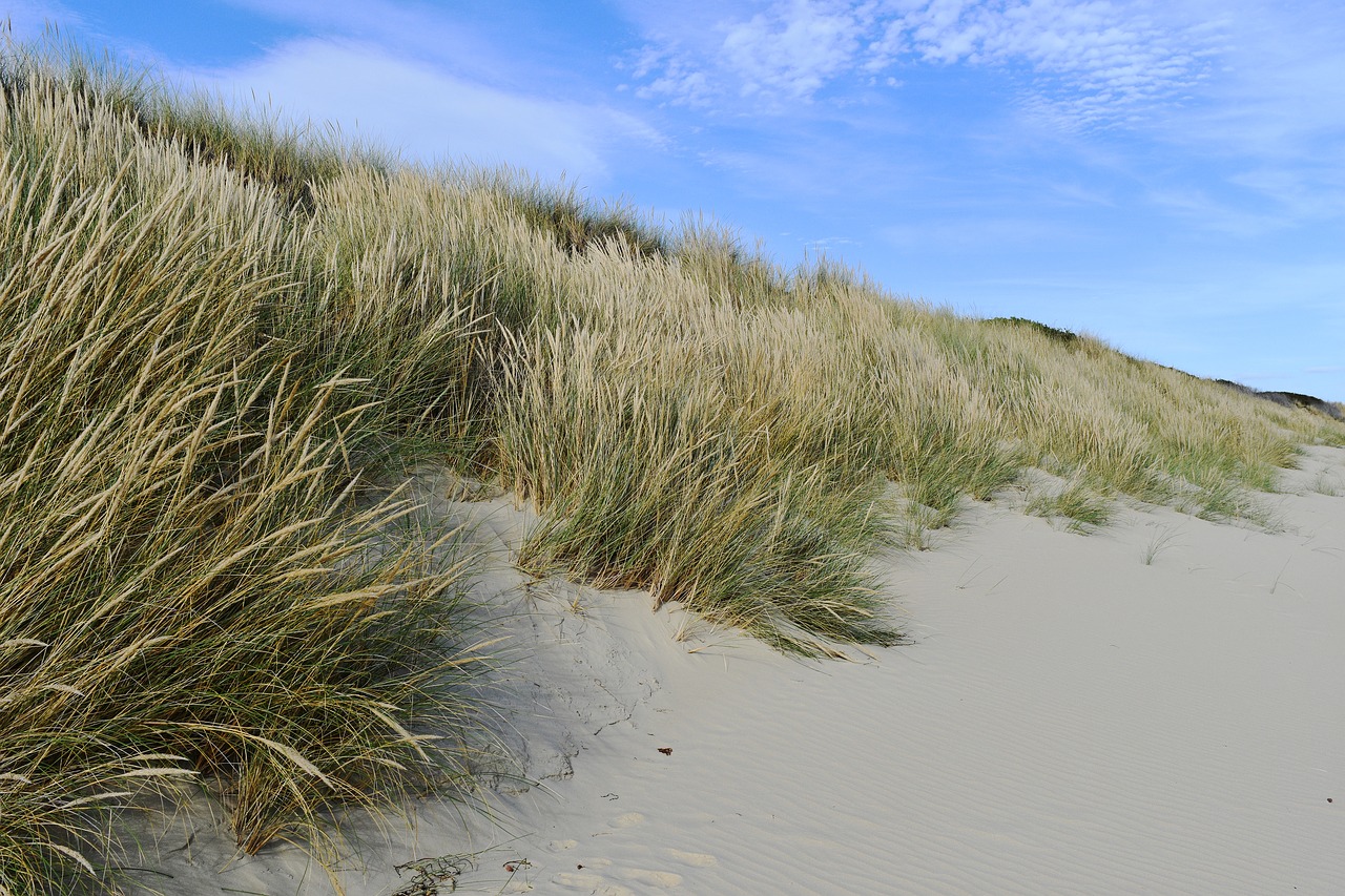 australia  beach  beach grass free photo