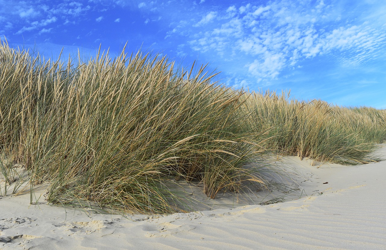 australia  beach  beach grass free photo