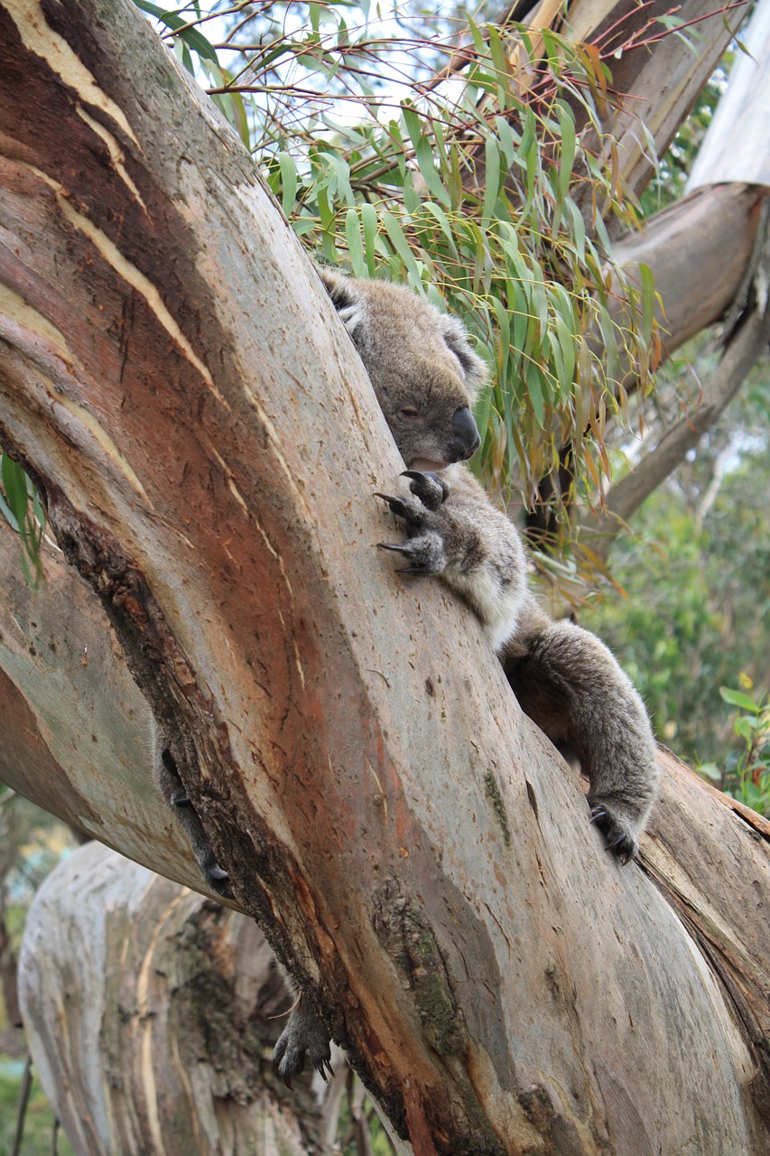 australia  koala  philip island free photo