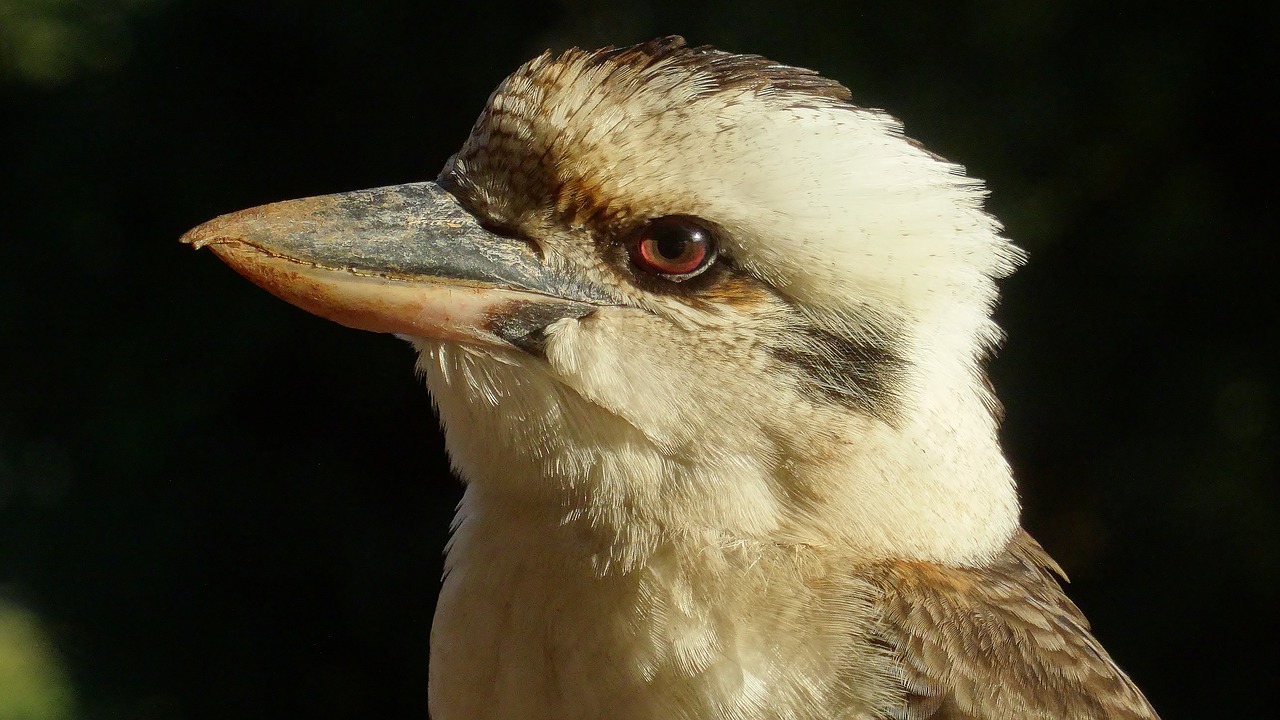 australia  bird  wildlife free photo