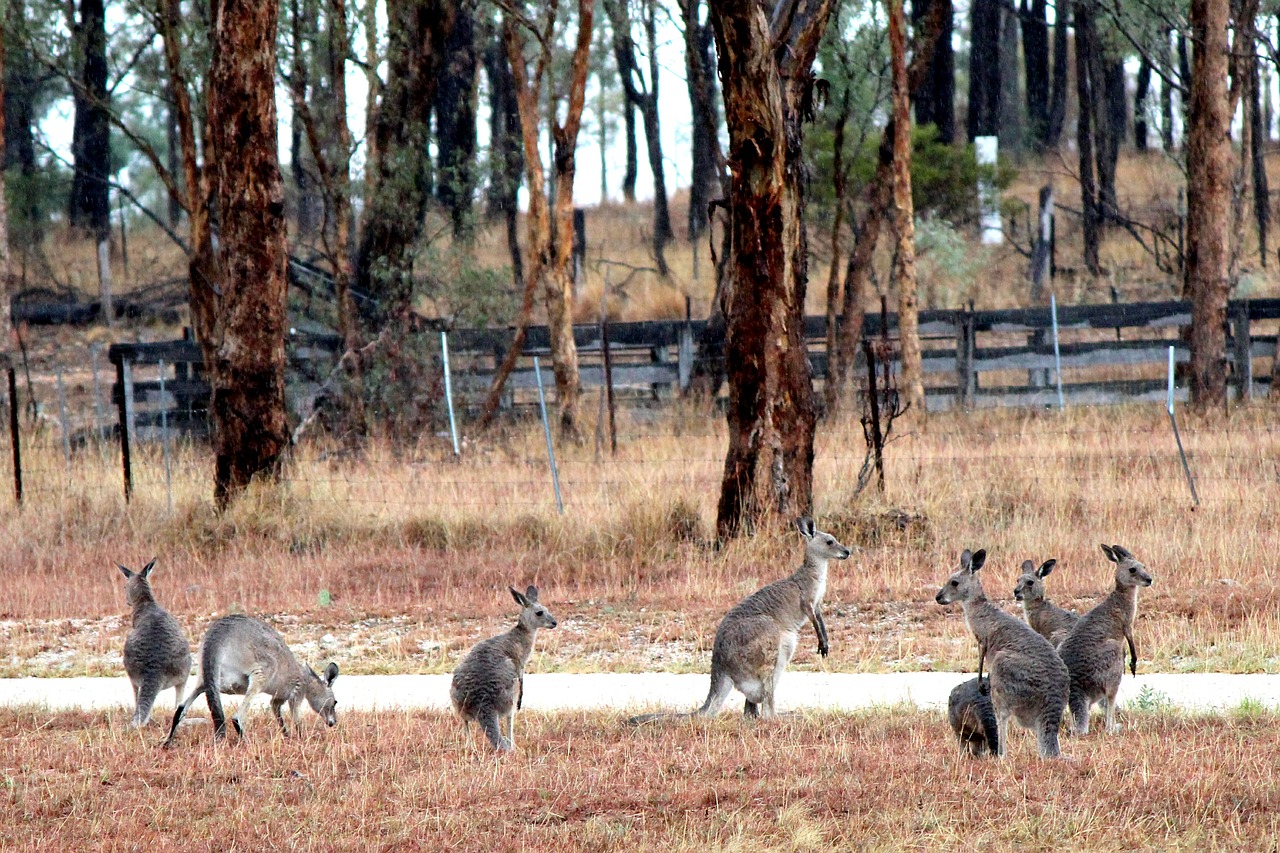 australia  outback  colorful free photo