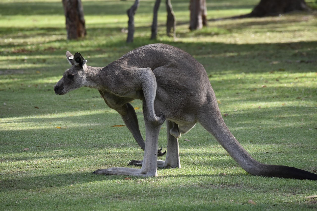 australia  kangaroo  nature free photo