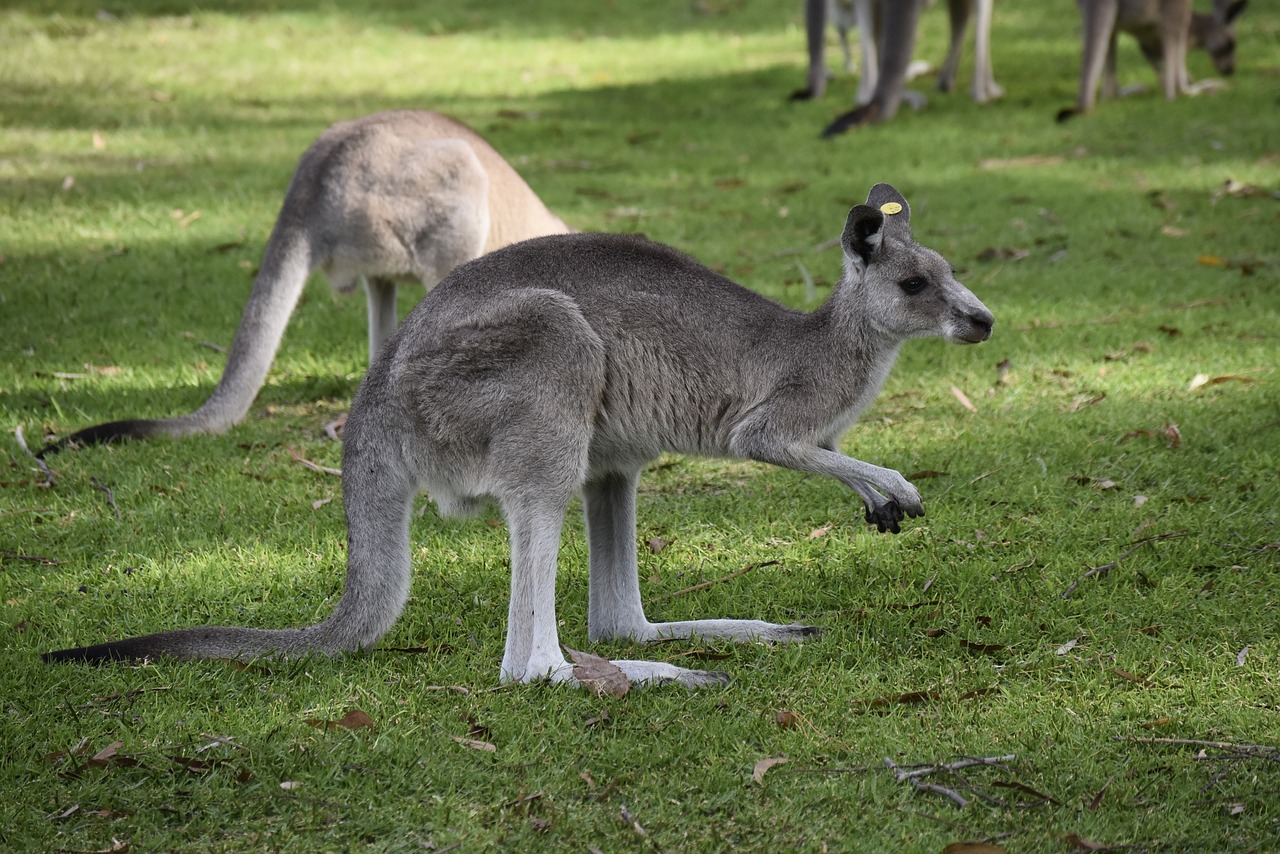 australia  kangaroo  nature free photo