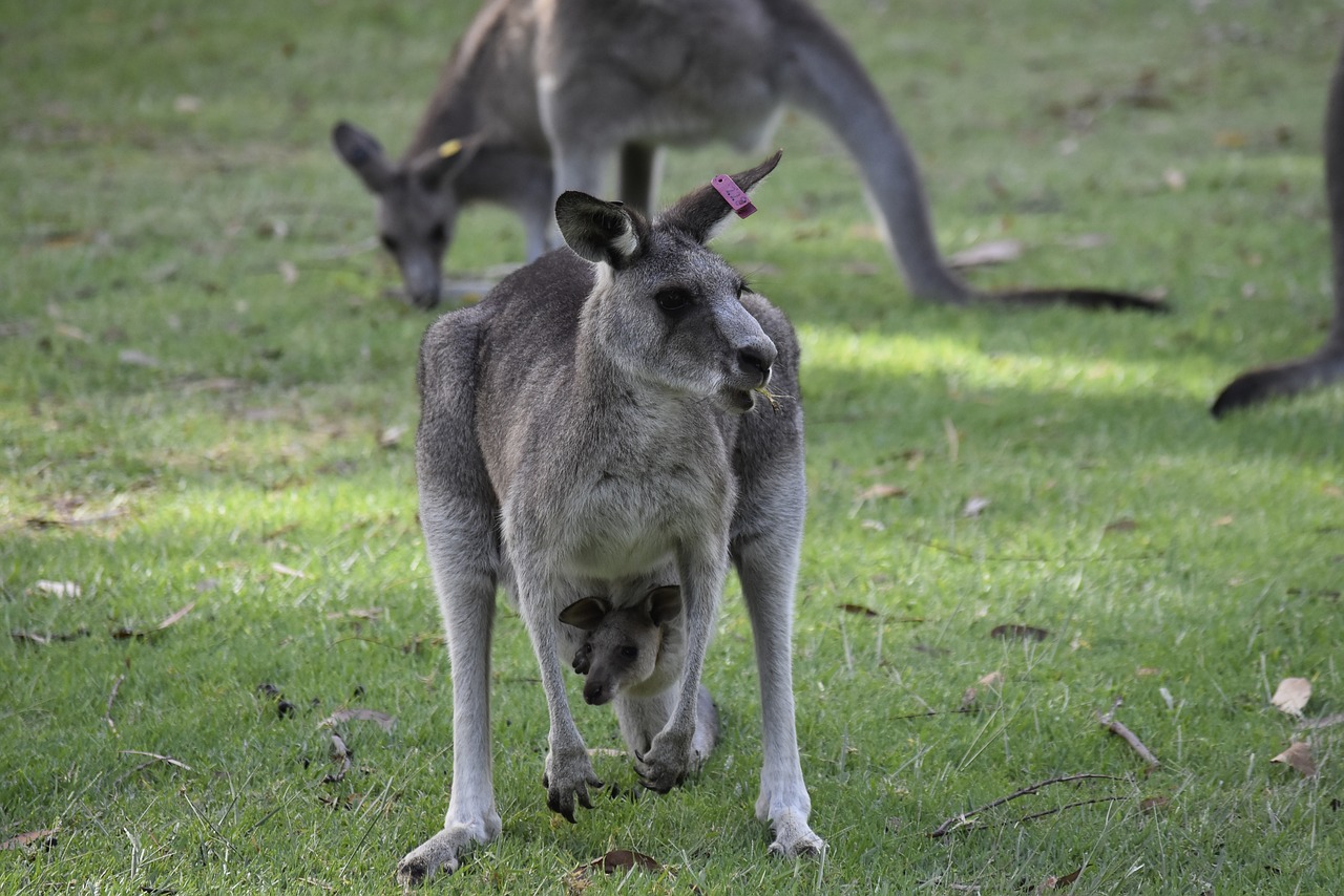 australia  nature  kangaroo free photo