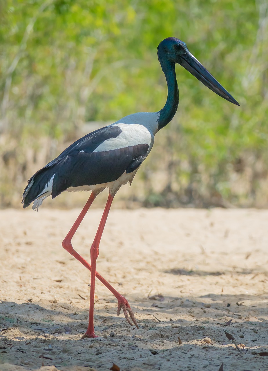 australia  birds  black-necked stork free photo
