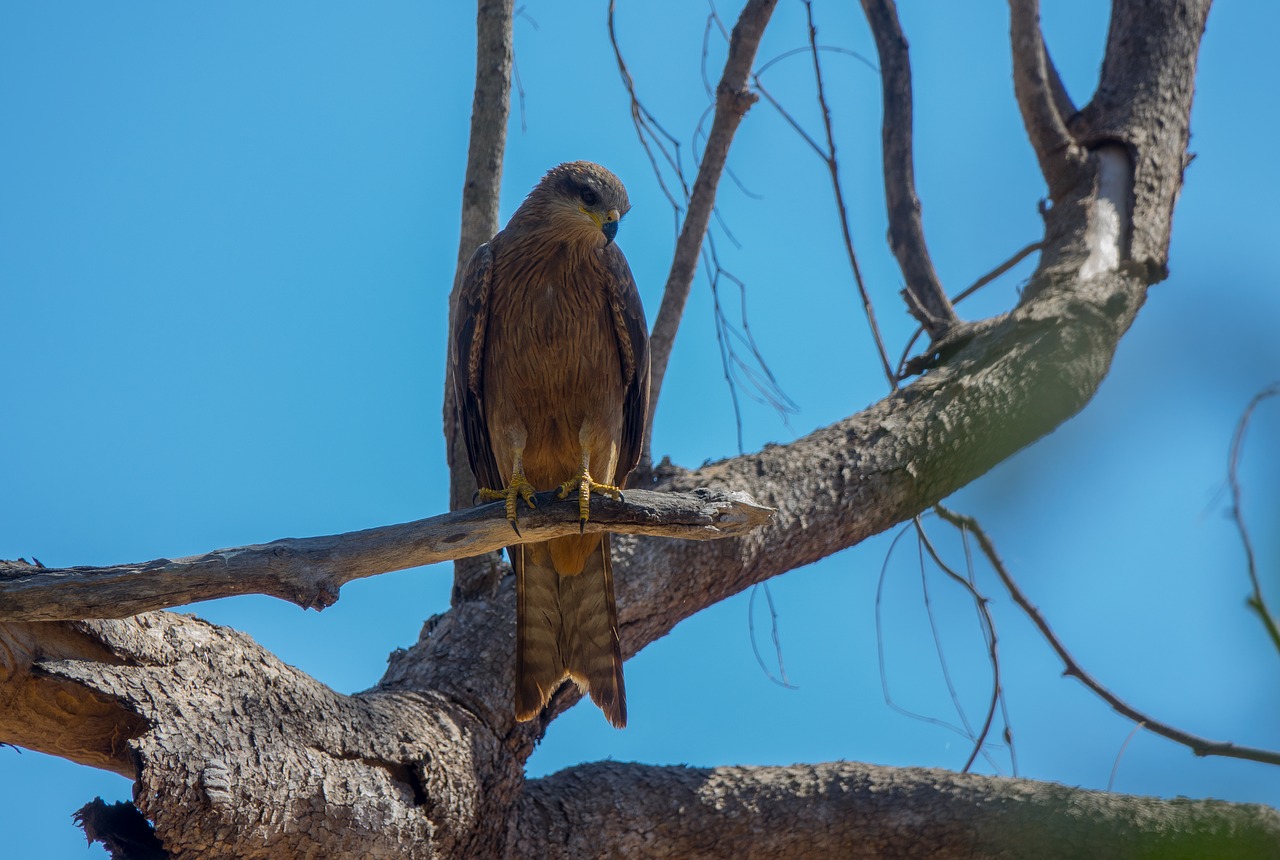 australia  birds  black kite free photo