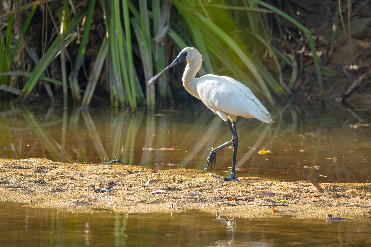 australia  birds  royal-spoonbill free photo