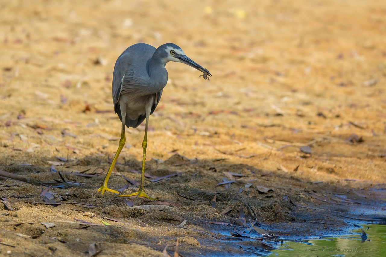 australia  birds  white-faced heron free photo