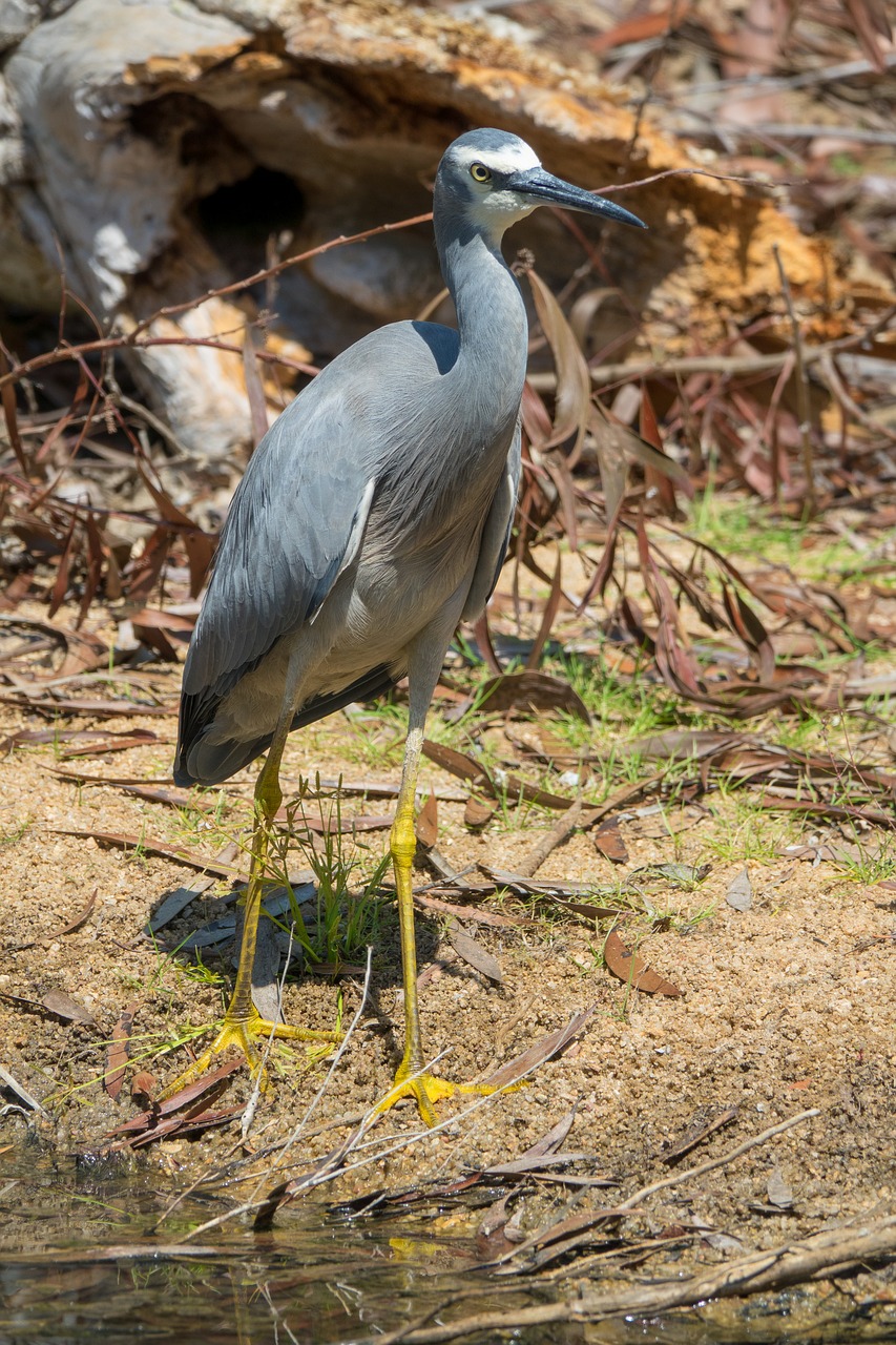 australia  birds  white-faced heron free photo