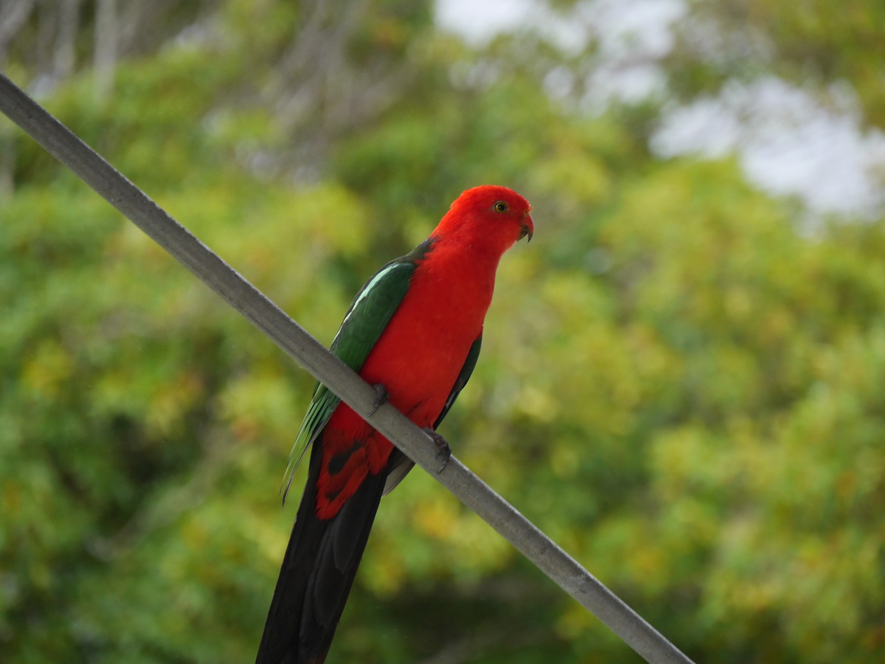 australia  king  parrot free photo