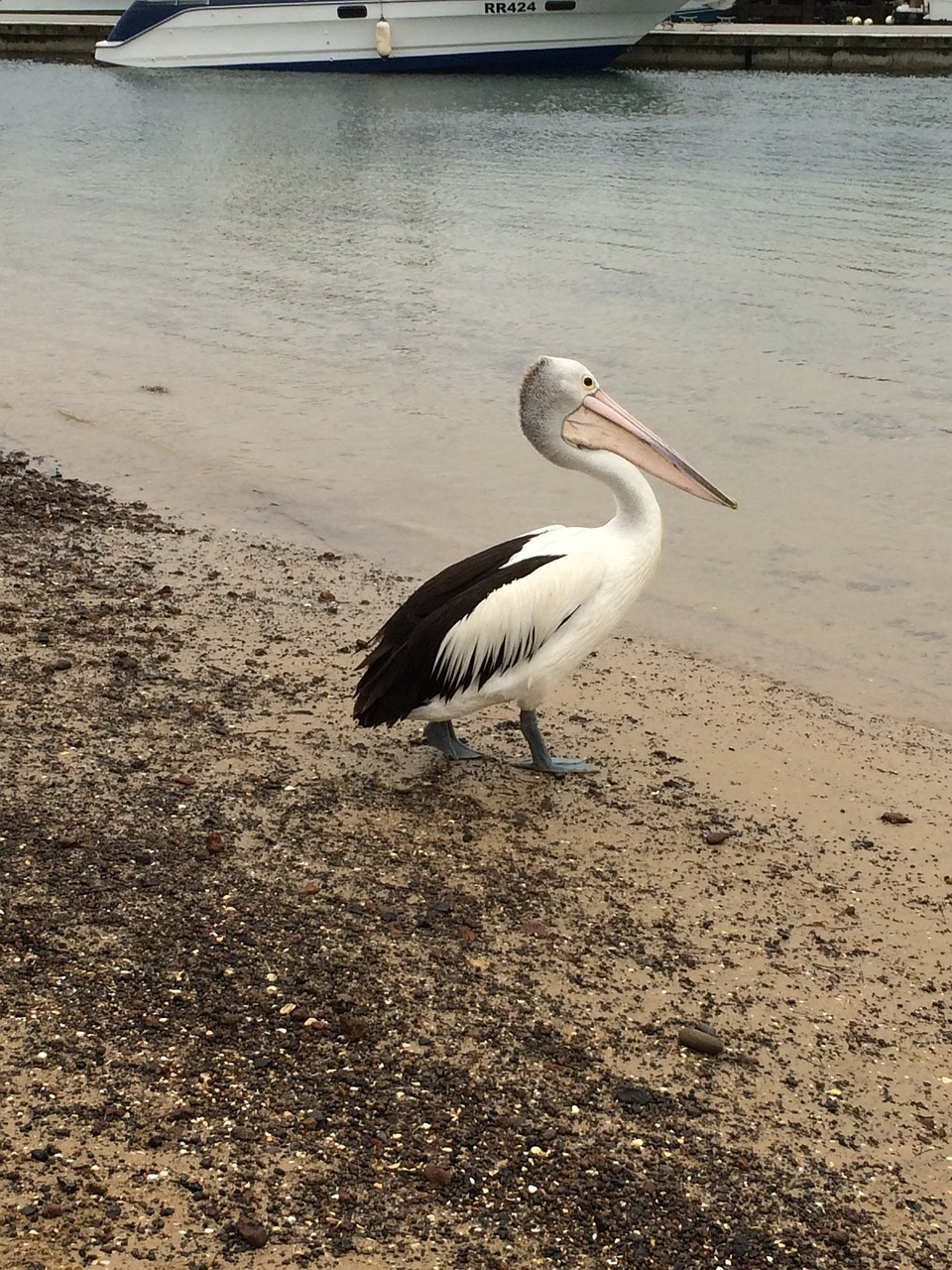 australia  nature  melbourne free photo