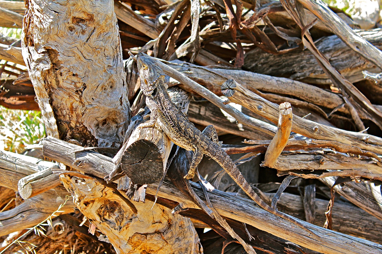 australia  animal  lizard free photo