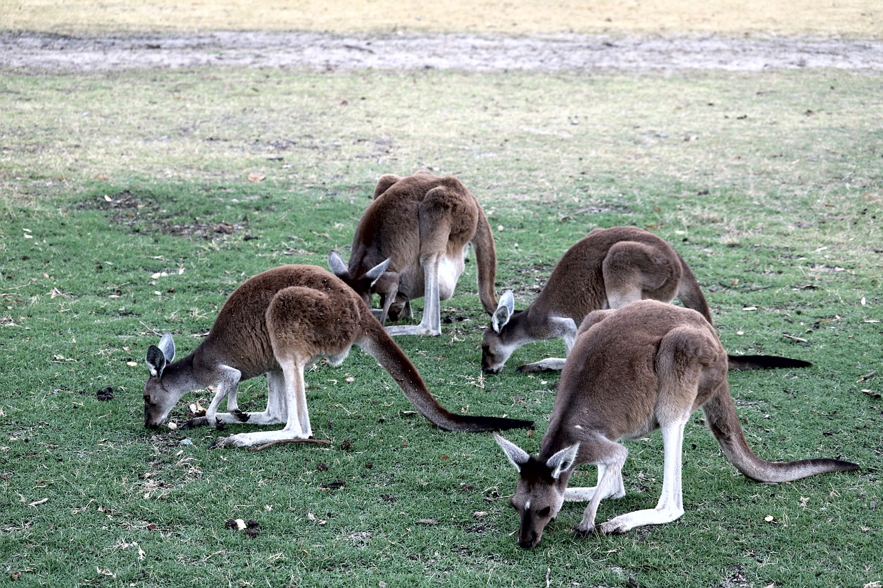 australia  kangaroo  nature free photo