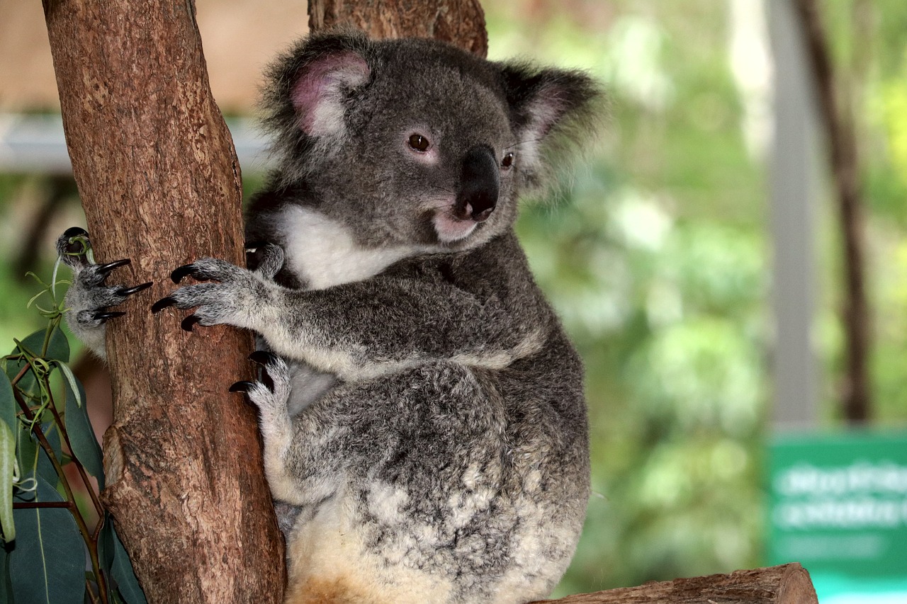 australia  koala  herbivorous free photo