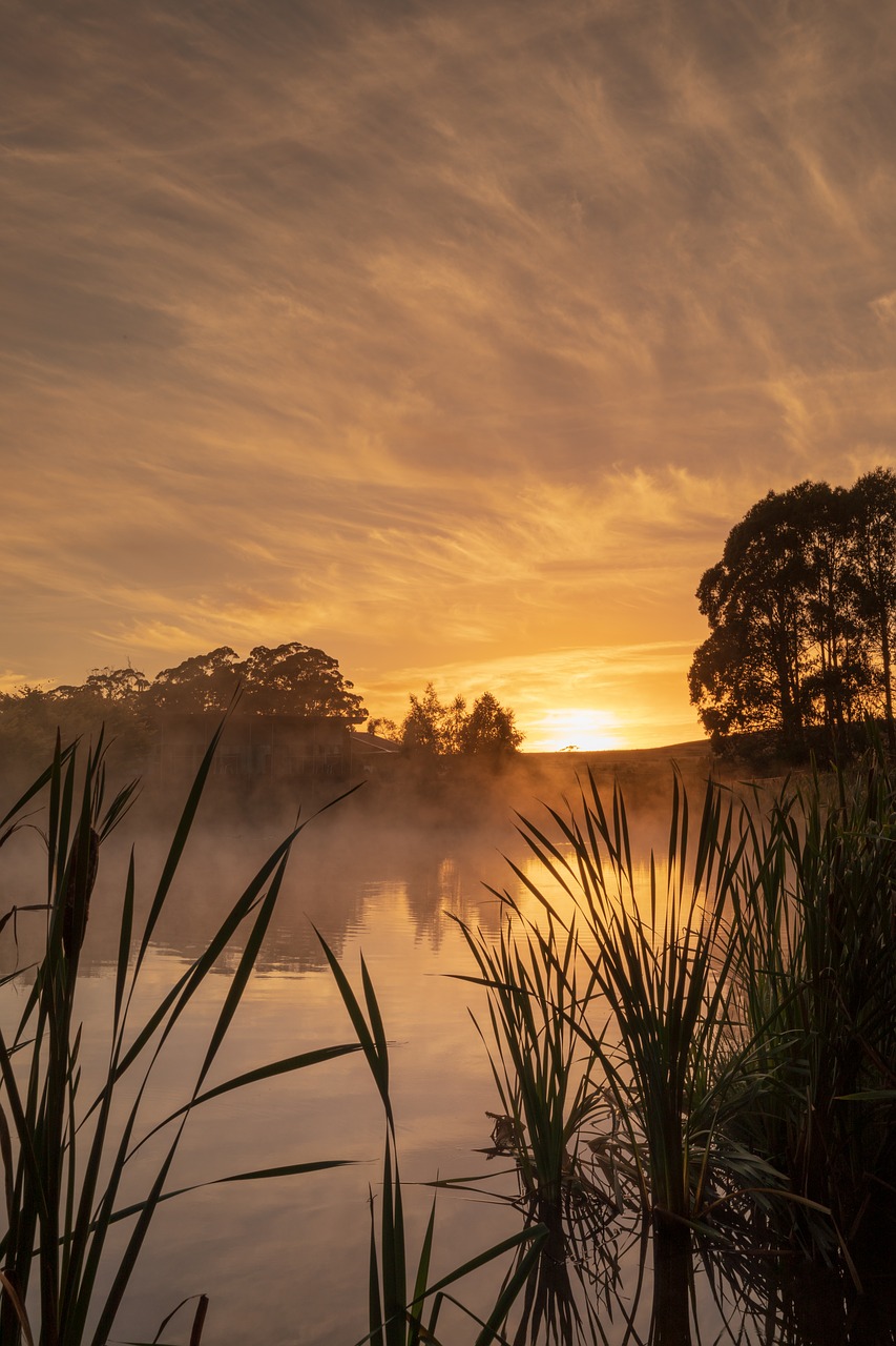 australia  tasmania  tall timbers free photo