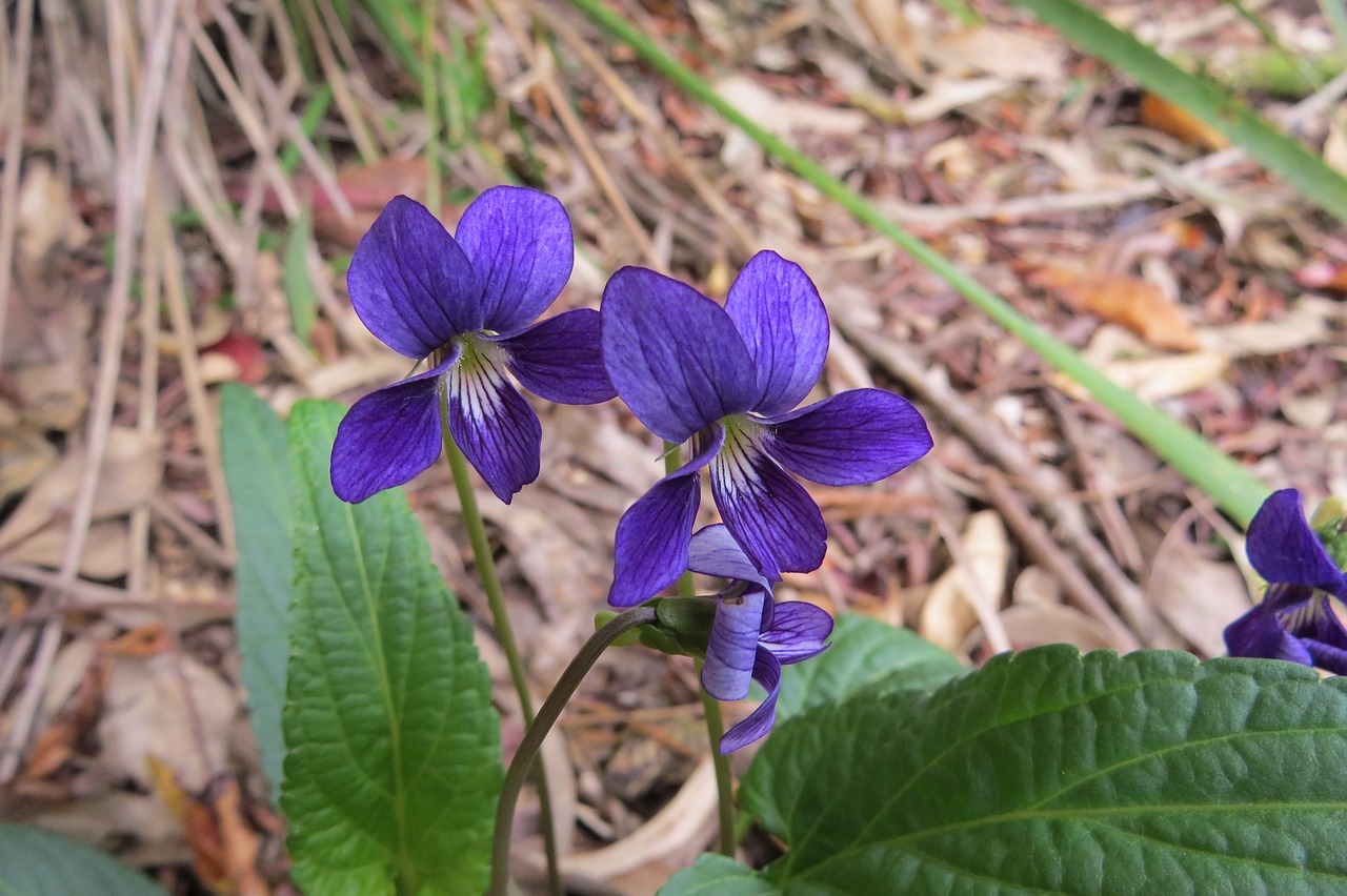australia  native  violet free photo
