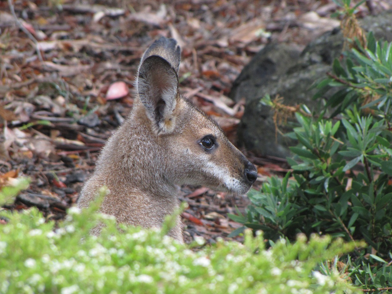 australia  marsupial  wallaby free photo