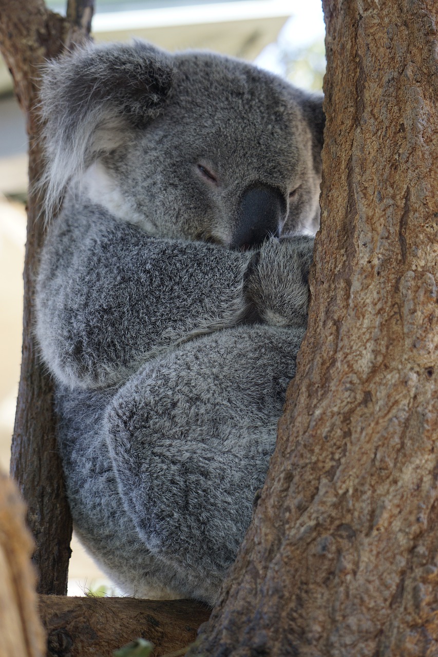 australia  koala  zoo free photo