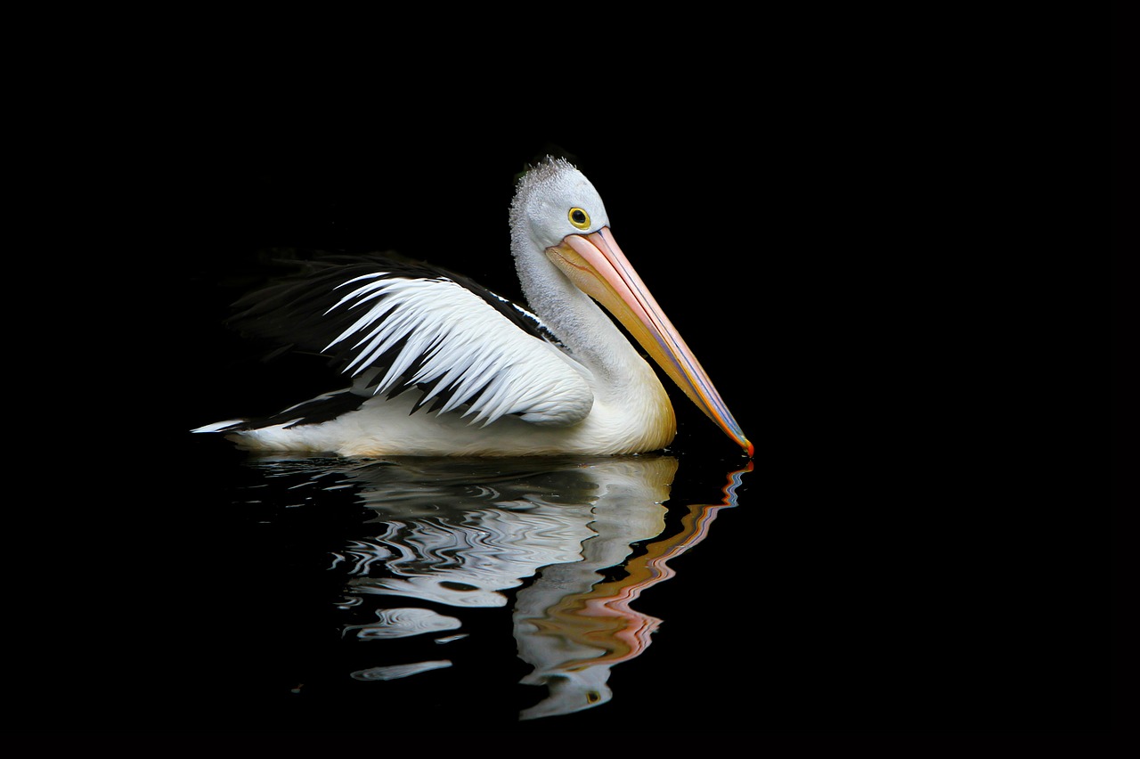 australia pelican sea birds free photo