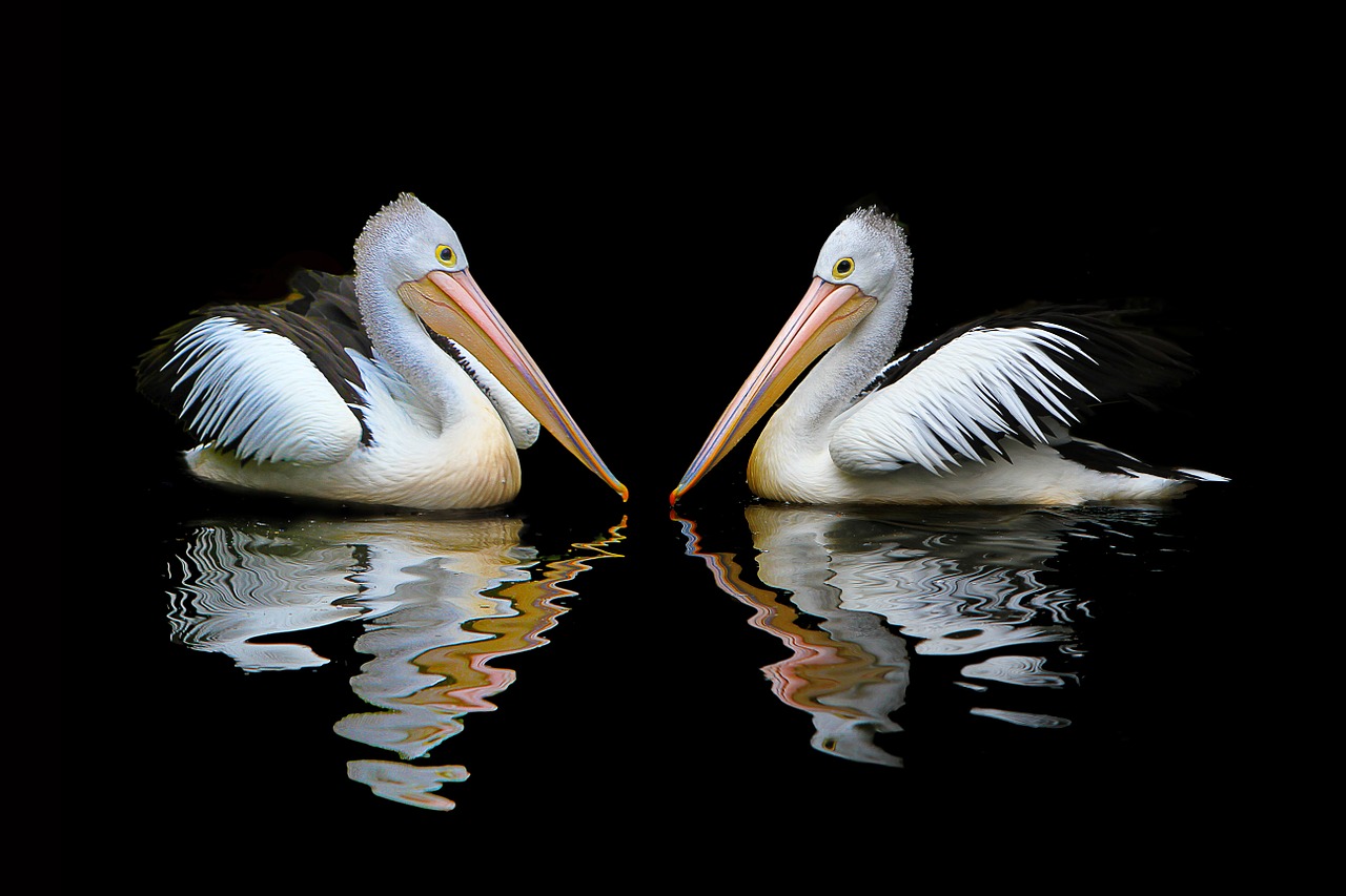 australia pelican sea birds free photo