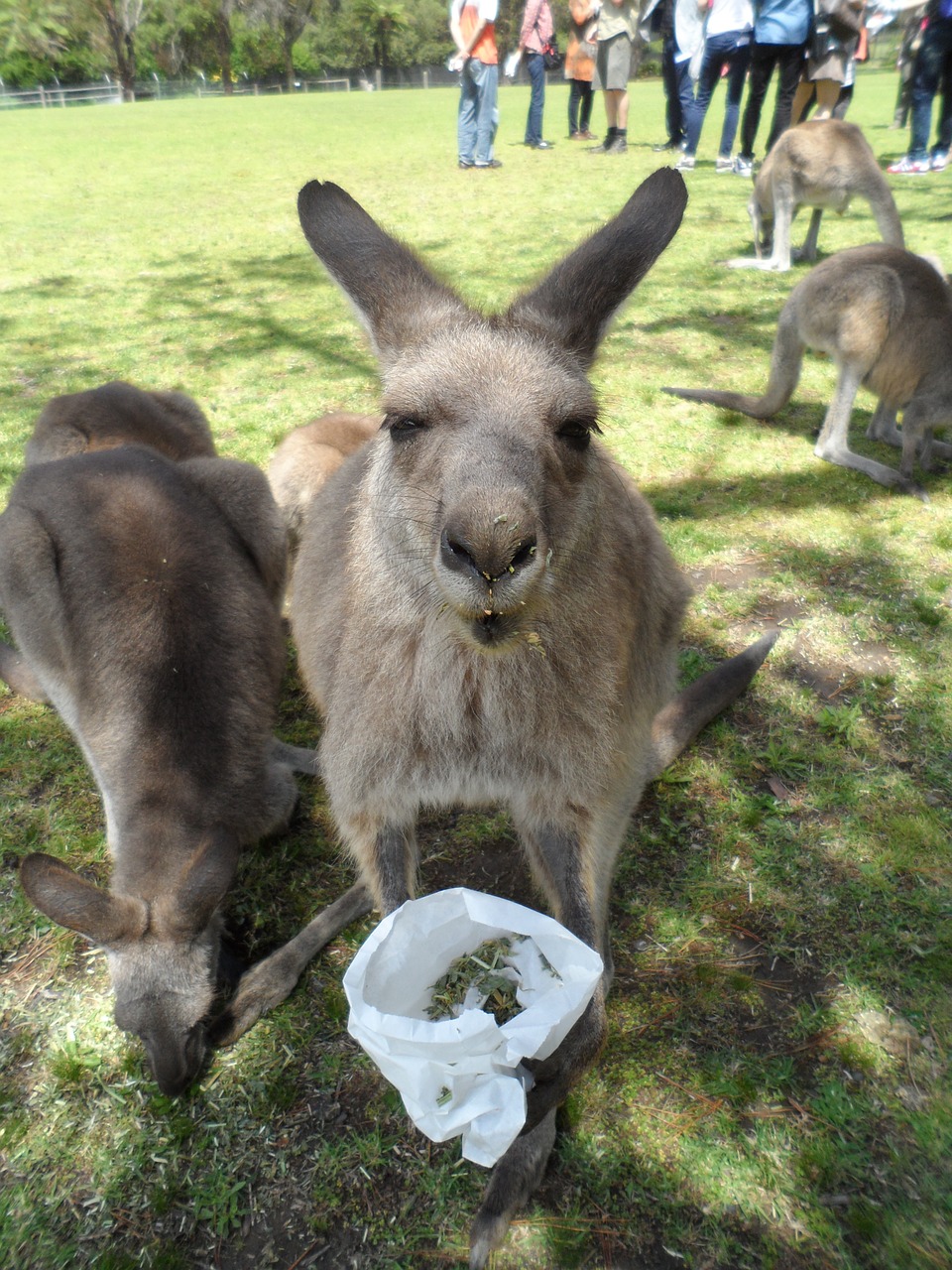 australia kangaroo animal free photo