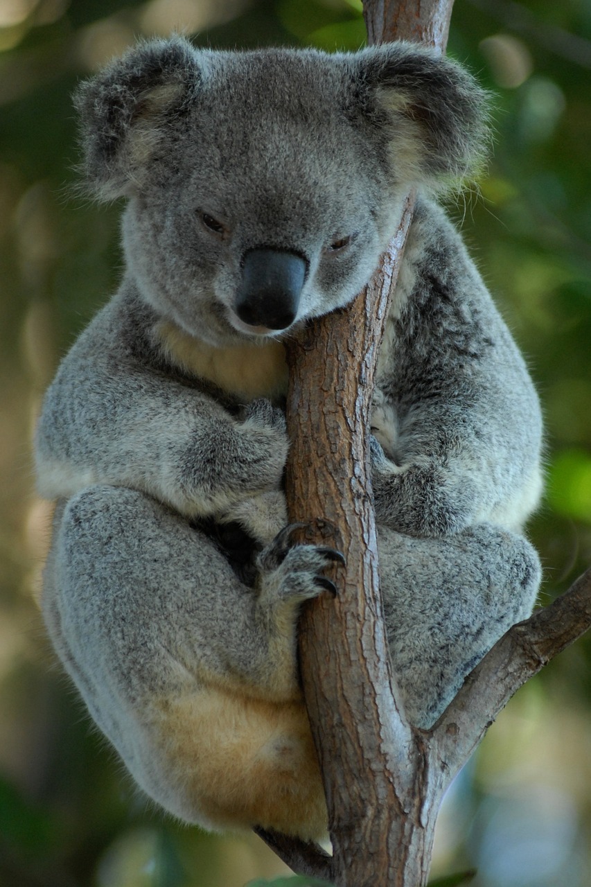 australia koala koala bear free photo