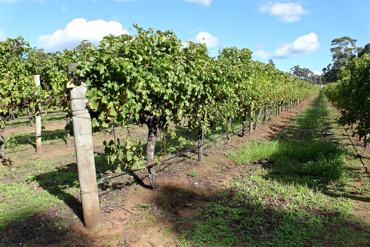 australia vines vineyard free photo