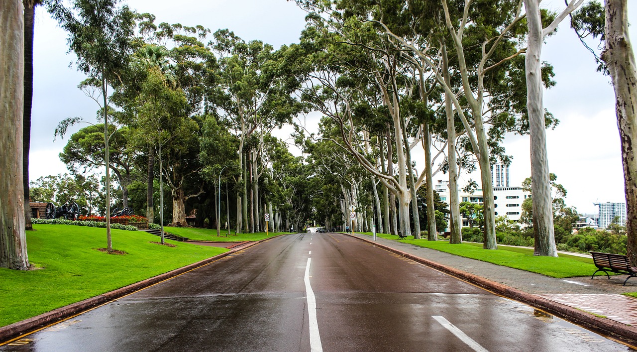 australia street trees free photo