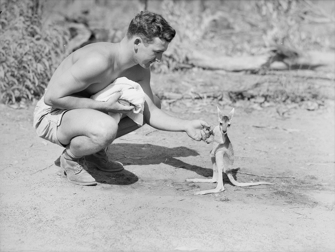 australia black and white 1942 free photo