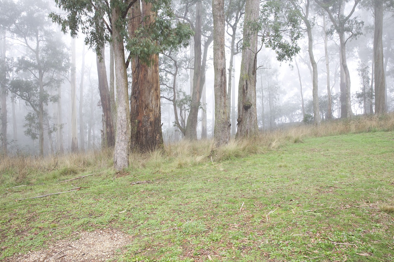 australia forest autumn free photo