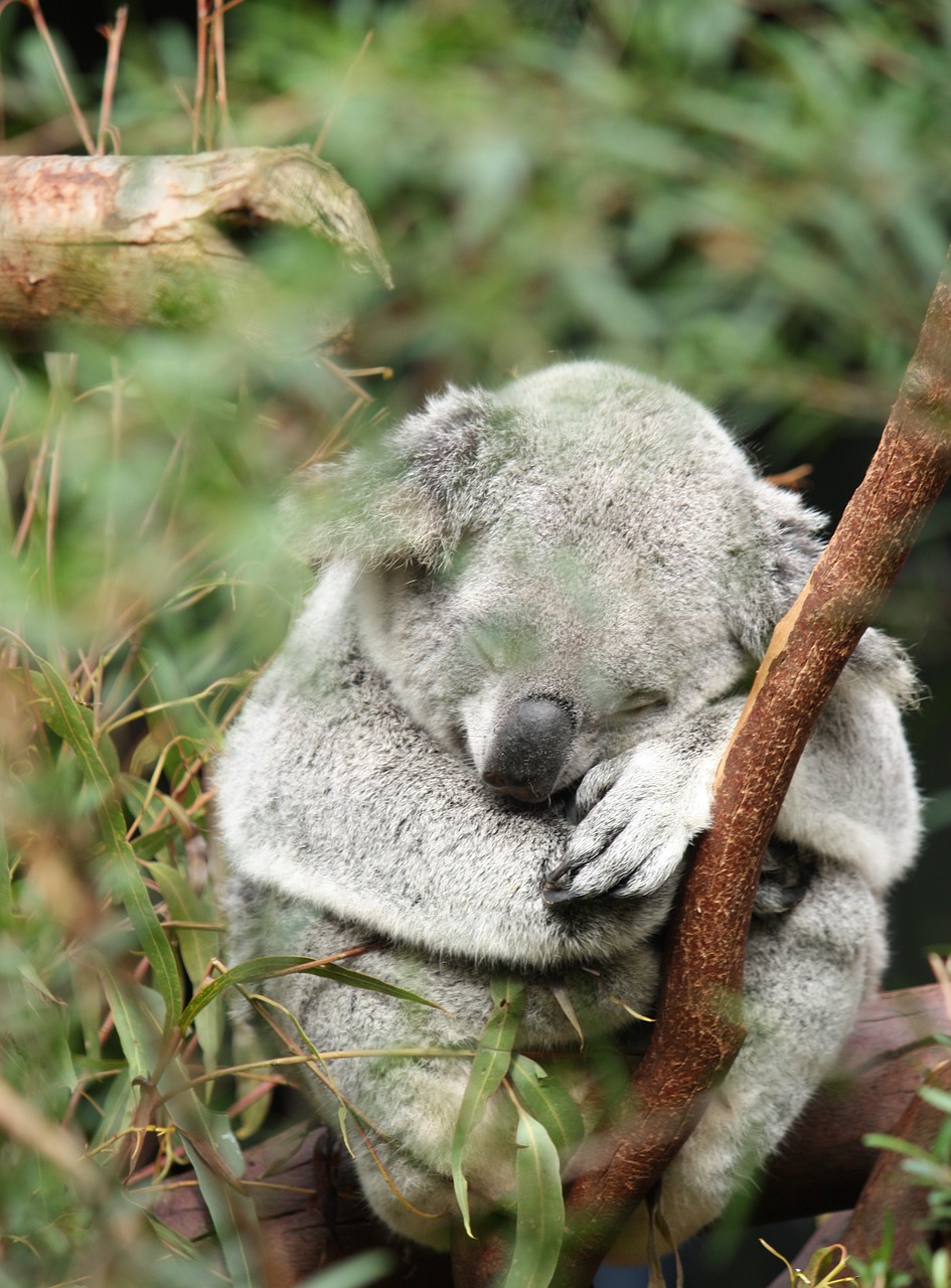 australia koala marsupial free photo