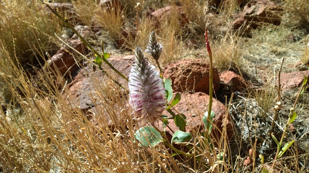 australia nature bush free photo