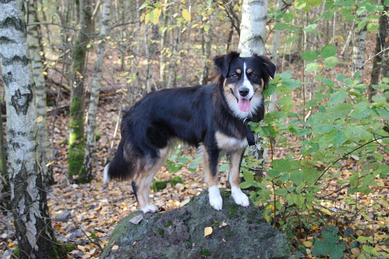 australia shepherd purebred dog three coloured free photo