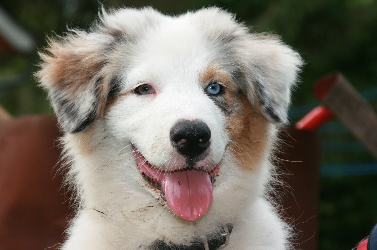 australia shepherd puppy portrait free photo