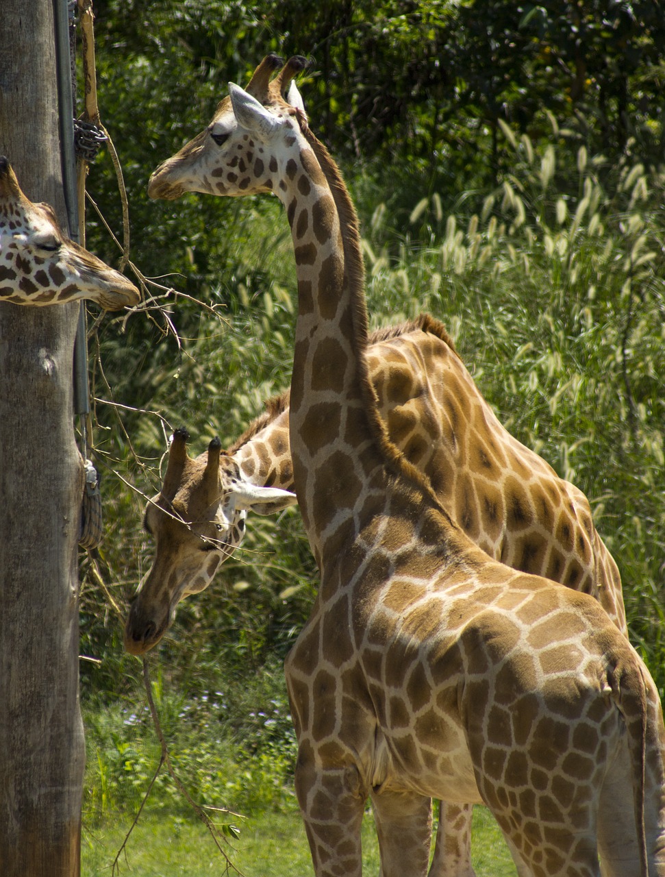 australia zoo  giraffe  animal free photo