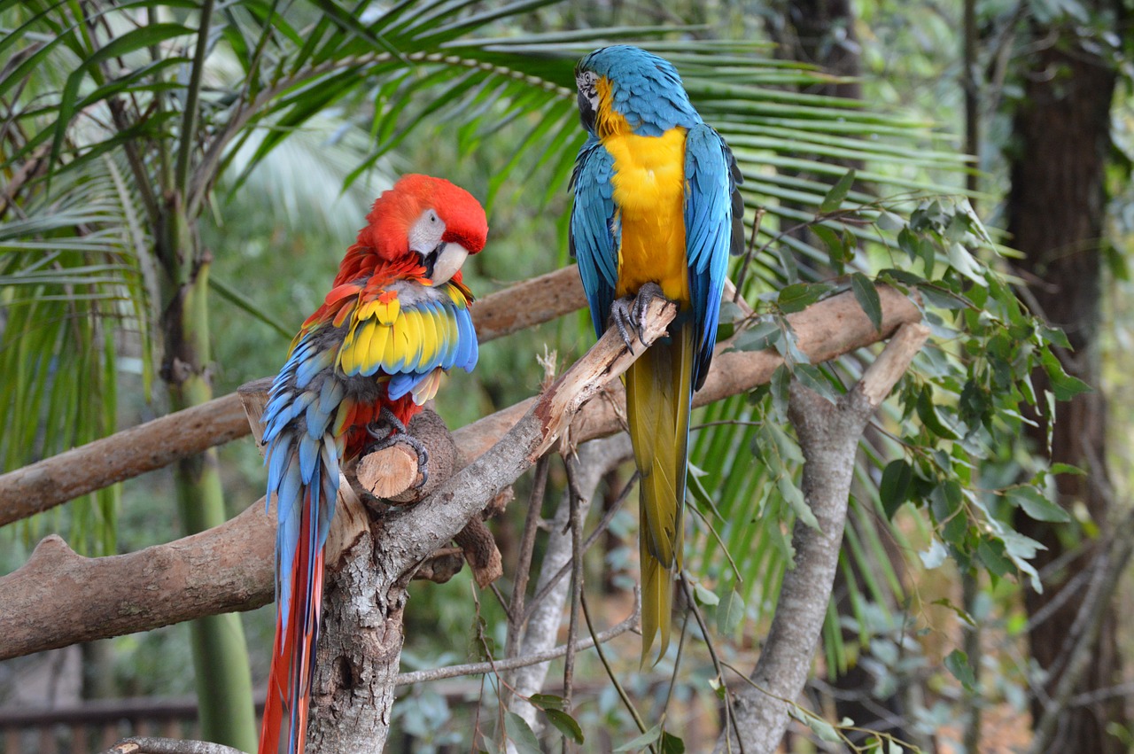 australia zoo macaws bright free photo