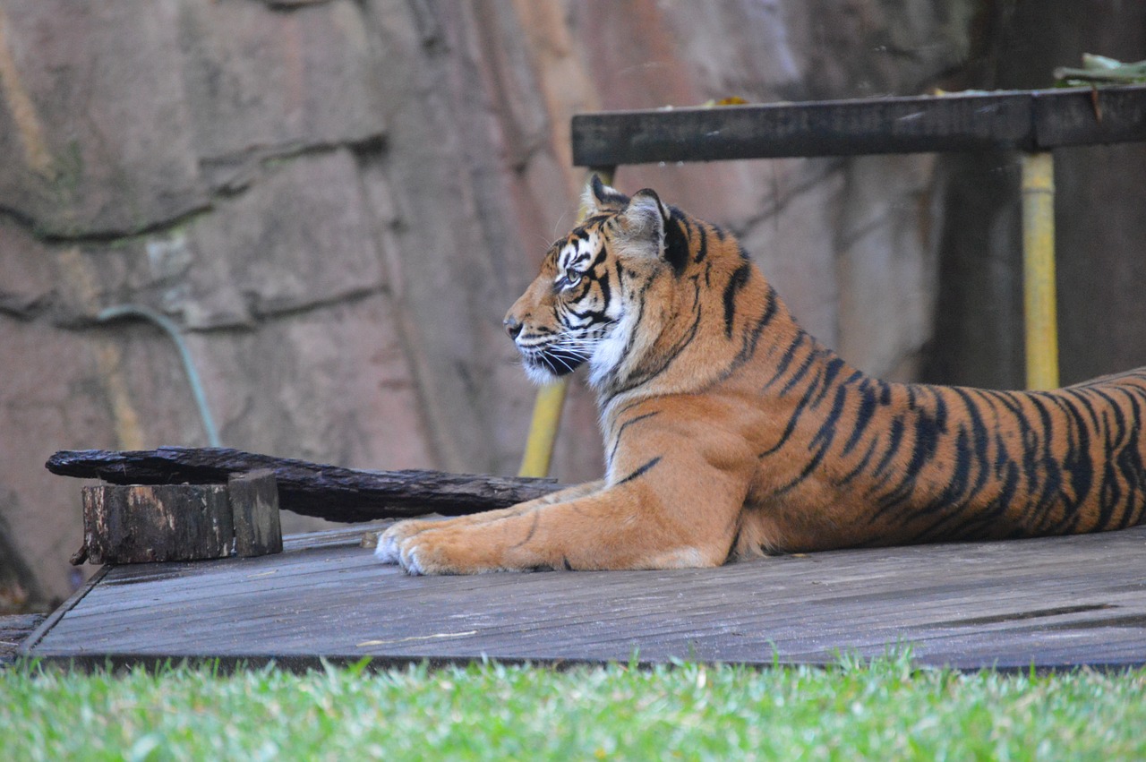 australia zoo tiger wildlife free photo