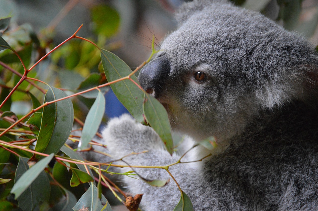 australia zoo koala cute free photo