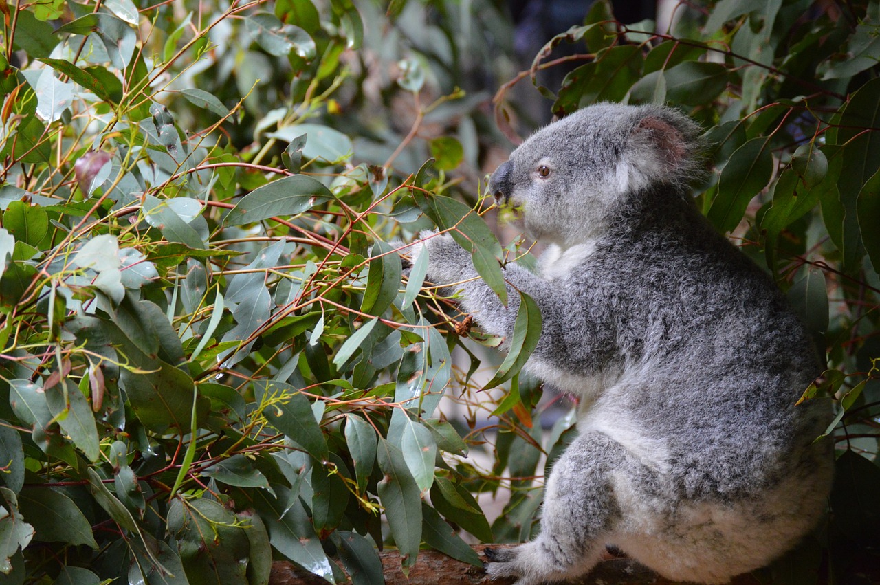 australia zoo koala grey free photo