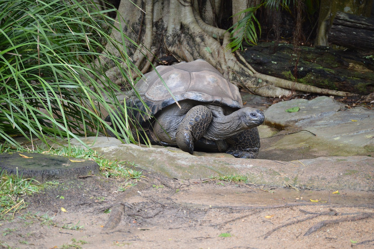australia zoo giant tortoise wildlife free photo
