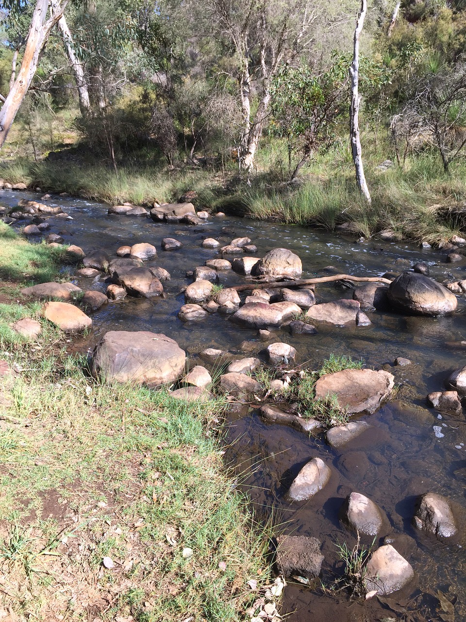 australian creek wilderness free photo