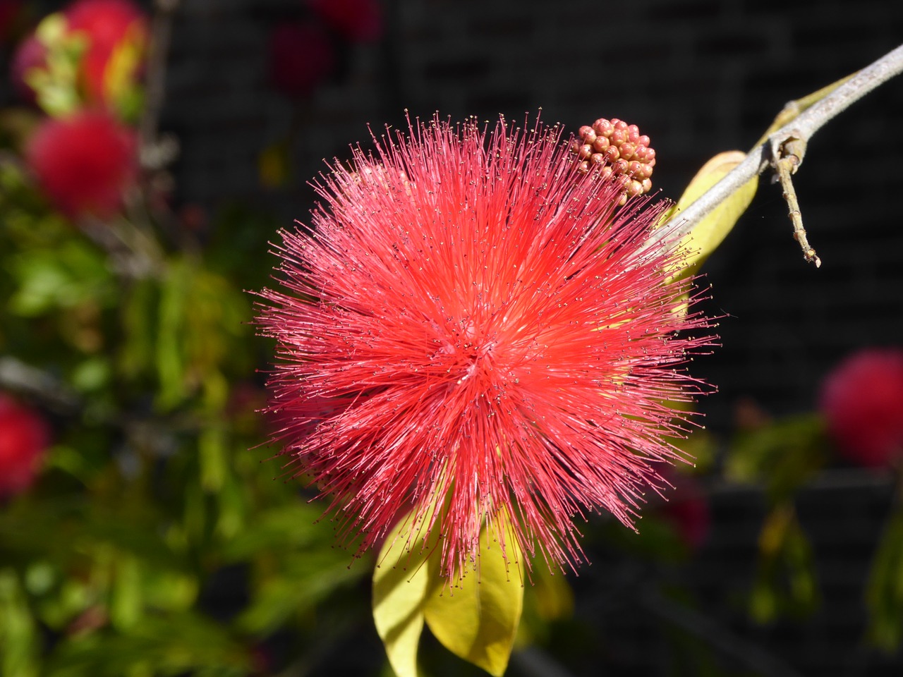 mimosa shameplant exotic free photo